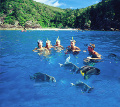 Mantaray