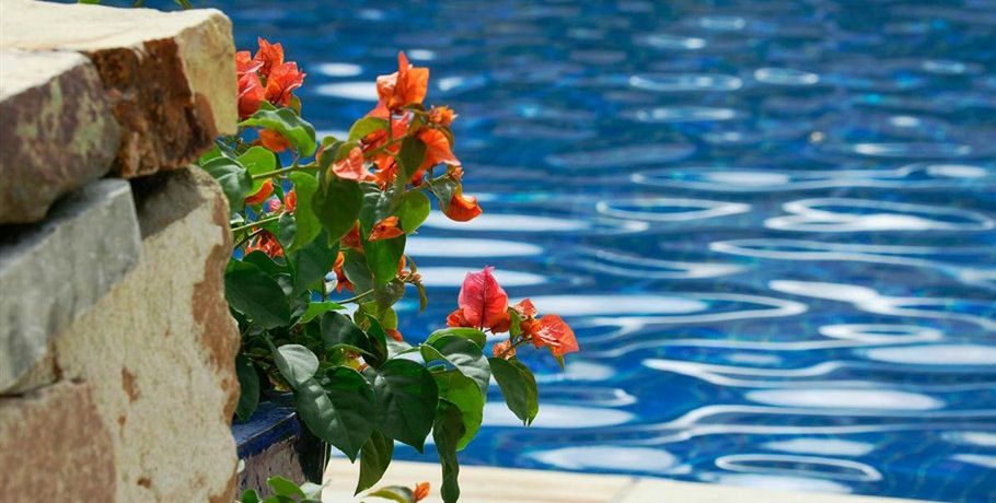Flowers by the Pool Area