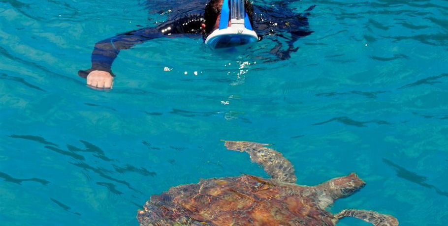 Snorkel with Turtles in the Whitsundays