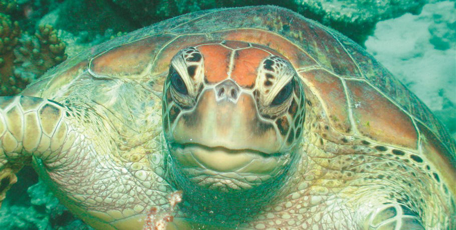Turtles at the Reef Whitsundays