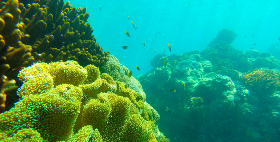 Glass Bottom Boat | Whitsundays Day Tours | AirlieBeach.com